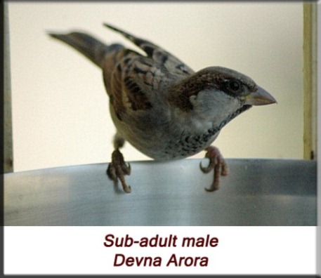 Devna Arora - House sparrow - Sub-adult male